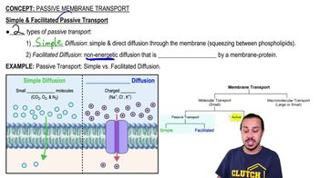 Passive Membrane Transport