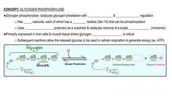 Glycogen Phosphorylase