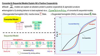 Heme Cooperativity