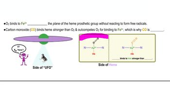 Heme Prosthetic Group