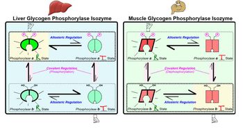 Glycogen Phosphorylase