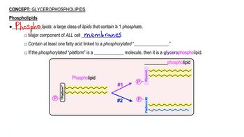 Glycerophospholipids