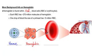 Myoglobin vs. Hemoglobin