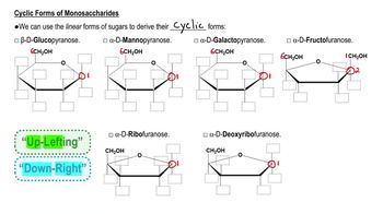 Common Monosaccharides