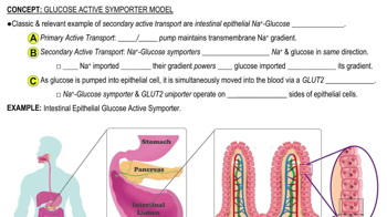 Glucose Active Symporter Model