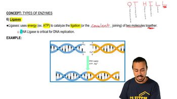 Types of Enzymes 