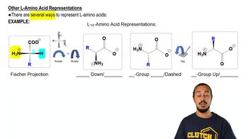 L-Amino Acid Representations