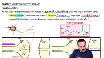 Neurotransmitter Release