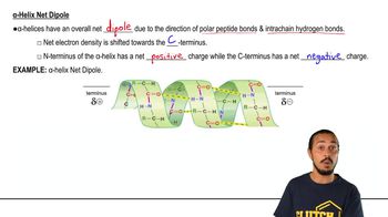 Alpha Helix Hydrogen Bonding