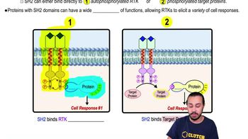 Receptor Tyrosine Kinases