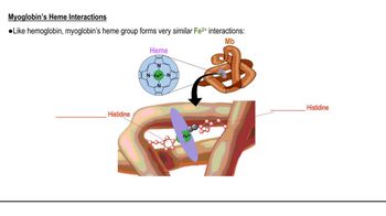 Heme Prosthetic Group