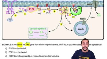 Insulin Signaling on Glucose Metabolism Example 1