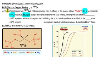 BPG Regulation of Hemoglobin