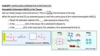 Hemoglobin Carbonation & Protonation