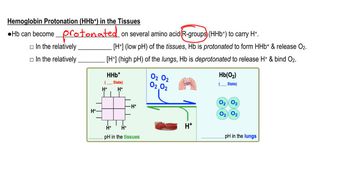 Hemoglobin Carbonation & Protonation