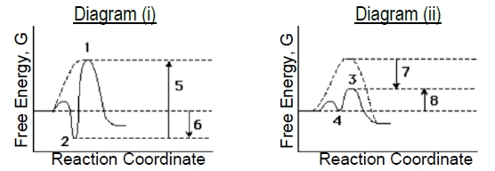 labeled enzymes lock and key