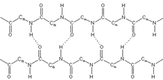 Diagram of antiparallel and parallel beta sheets in protein structure for biochemistry course.