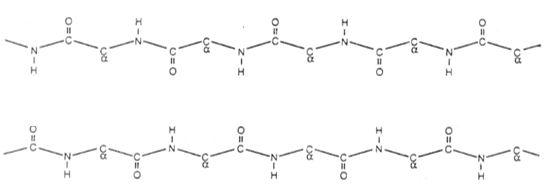 Diagram showing antiparallel and parallel beta sheets with hydrogen bonds in a biochemistry context.