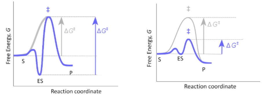 Energy diagrams comparing Lock and Key and Induced Fit models of enzyme-substrate specificity.