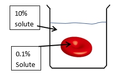 Diagram illustrating osmosis with a red blood cell in a solution of 10% and 0.1% solute.