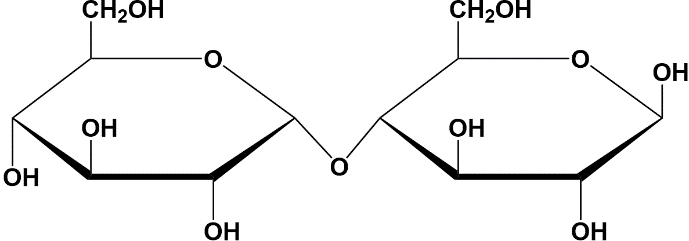 Chemical structure of the disaccharide maltose, relevant to biochemistry chapter on carbohydrates.