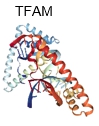 3D structure of mitochondrial transcription factor A (TFAM) for protein purification study.