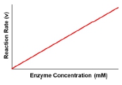 Graph showing linear increase in reaction rate with enzyme concentration.