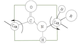Diagram illustrating the peptide group with a square plane indicating steric hindrance and bond characteristics.