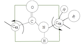 Diagram illustrating the peptide group with a square plane indicating steric hindrance and bond characteristics.