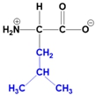 Zwitterion structure of Leucine at physiological pH, showing amino and carboxyl groups.