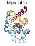 3D structure of myoglobin showing its folded conformation with color-coded helices.