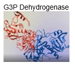 3D model of G3P dehydrogenase showing its tertiary structure in red and blue.