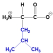 Zwitterion structure of Leucine at physiological pH, with a different arrangement of side chains.