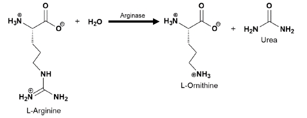 Chemical reaction catalyzed by arginase converting L-arginine to L-ornithine and urea.