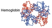 3D model of hemoglobin showing its four subunits in red and blue.