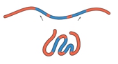 Diagram illustrating protein folding with blue and red regions, relevant to amino acid placement.