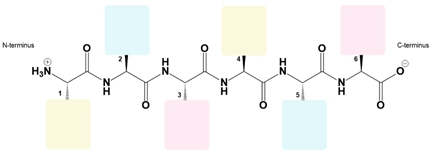 Peptide structure of ATLDAG with labeled R-groups and termini for pI calculation.