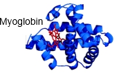 3D structure of myoglobin, an oxygen-storage protein, relevant to protein mass approximation.