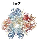 3D structure of beta-galactosidase (lacZ) protein from E. coli.