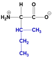 Zwitterion structure of Leucine at physiological pH, featuring a different side chain configuration.