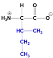 Zwitterion structure of Leucine at physiological pH, highlighting the branched side chain.