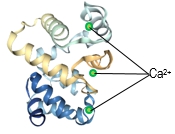 3D model of a protein structure highlighting calcium ions (Ca²+) in the biochemistry course.