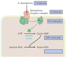 Schematic of PKA activation by epinephrine, showing molecule counts for each step.