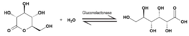 Chemical reaction showing gluconolactonase catalyzing the conversion of a substrate to product.