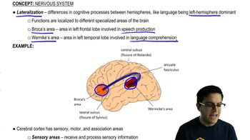 Motor, Sensory, and Association Areas