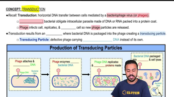 Transduction