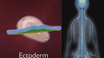 HHMI BioInteractive: Differentiation and the Fate of Cells