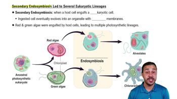 Secondary Endosymbiosis Led to Several Eukaryotic Lineages