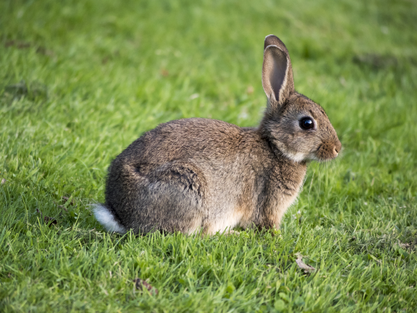 A brown rabbit sitting on green grass, representing population ecology in a biology course.