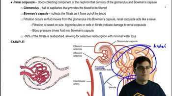 Glomerulus and Bowman's Capsule